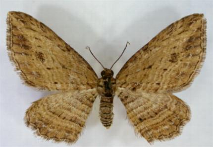 Xanthorhoe anaspila