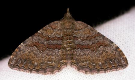 Chrysolarentia bichromata