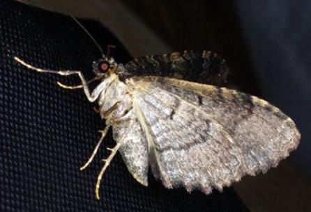 Visiana brujata