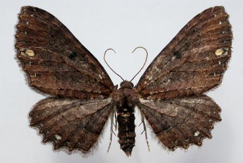Eccymatoge callizona