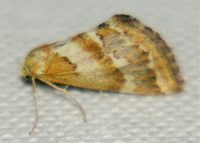 Anomocentris capnoxutha
