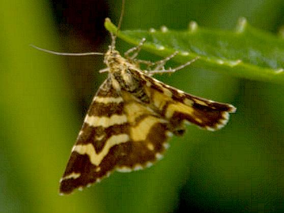 Chrysolarentia chrysocyma