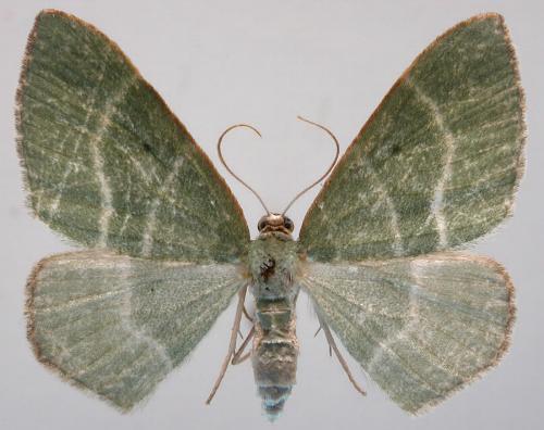 Poecilasthena cisseres