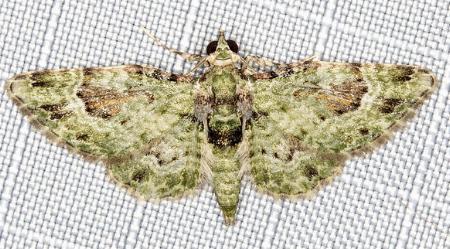 Calluga costalis