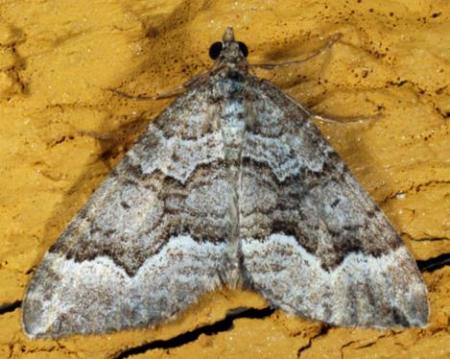 Chrysolarentia cryeropa