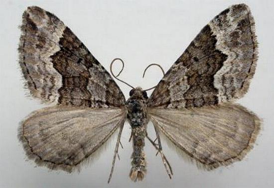 Chrysolarentia cryeropa