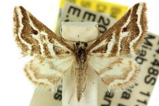 Anomocentris crystallota