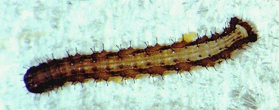 Chrysolarentia decisaria