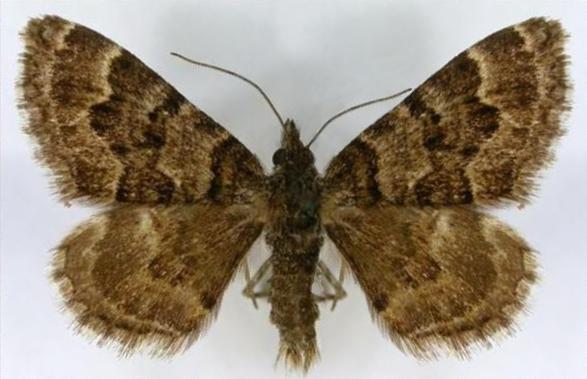 Chrysolarentia decisaria