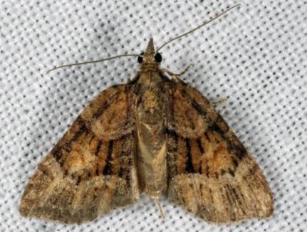 Microdes diplodonta