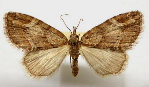 Microdes diplodonta
