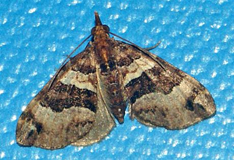 Chaetolopha emporias
