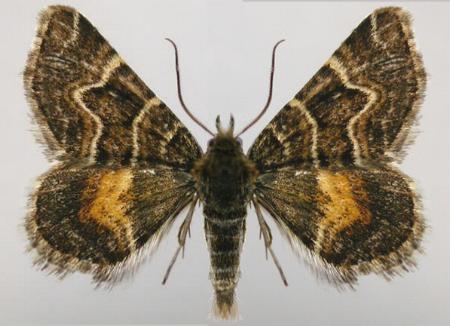 Chrysolarentia euclidiata
