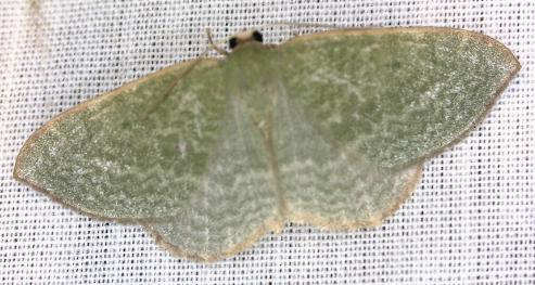 Poecilasthena euphylla