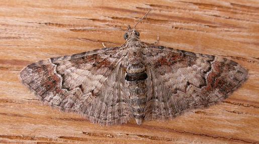 Mnesiloba eupitheciata