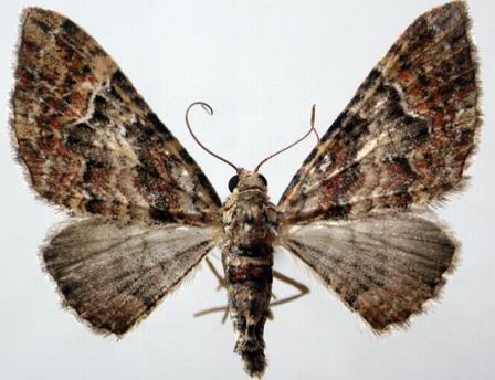 Mnesiloba eupitheciata