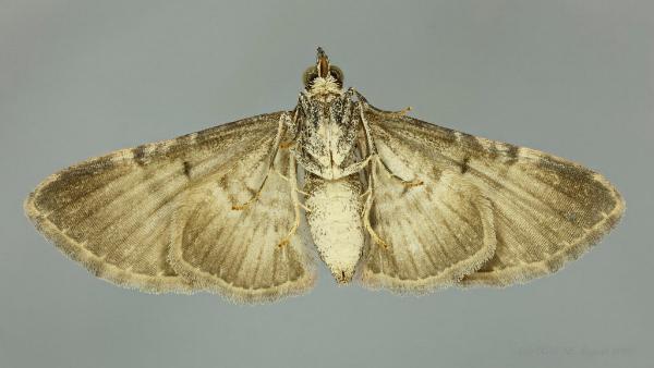 Mnesiloba eupitheciata