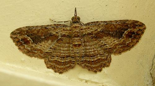 Chloroclystis filata