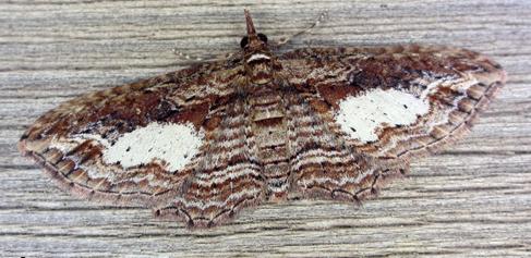 Chloroclystis filata
