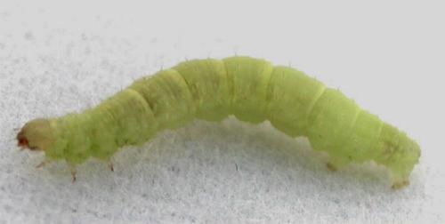 Chloroclystis filata