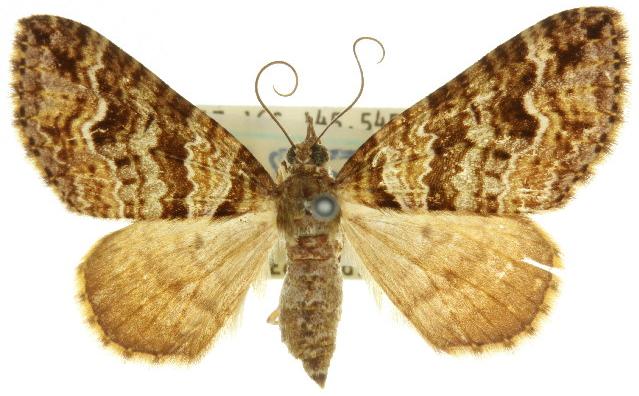 Crasilogia gressitti