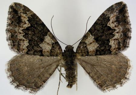 Chrysolarentia gypsomela