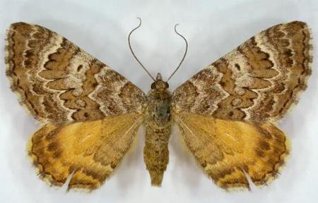 Chrysolarentia hedylepta