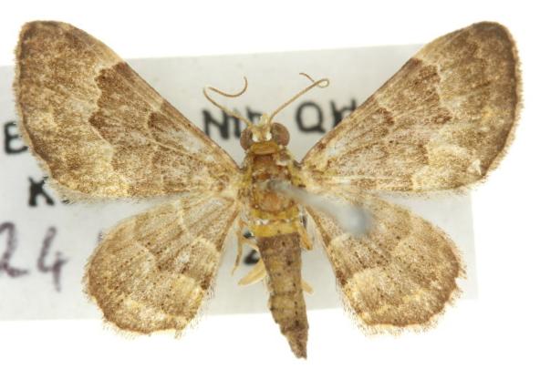 Antimimistis illaudata