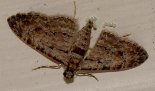 Chloroclystis insigillata