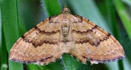 Chrysolarentia insulsata