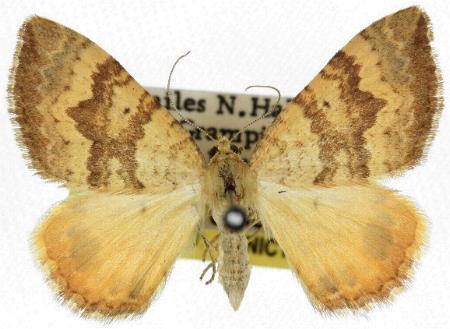 Chrysolarentia insulsata