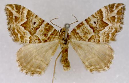 Chrysolarentia interruptata