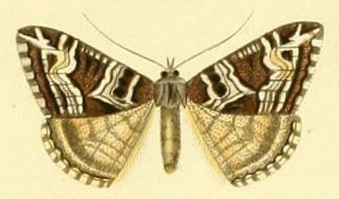 Chrysolarentia interruptata