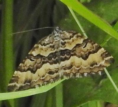 Chrysolarentia interruptata