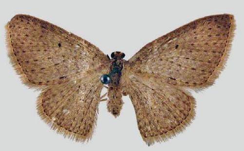 Poecilasthena ischnophrica