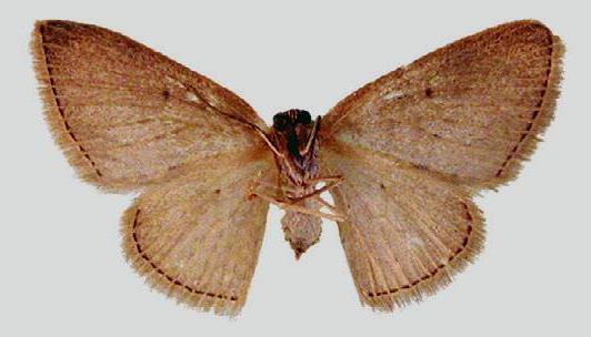 Poecilasthena ischnophrica