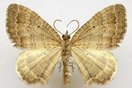 Chrysolarentia leptophrica