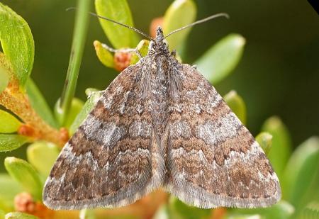 Chrysolarentia leptophrica