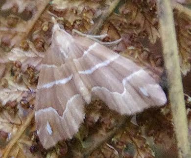 Chaetolopha leucophragma