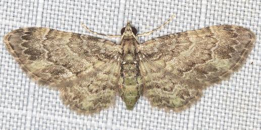 Chloroclystis mniochroa