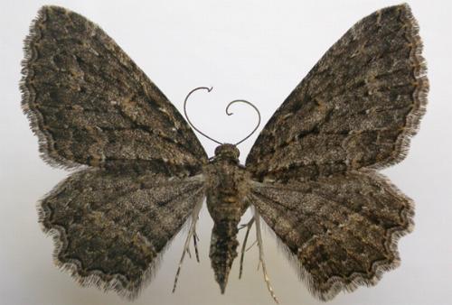 Eccymatoge morphna