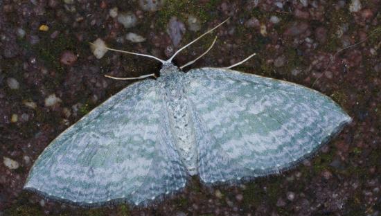 Poecilasthena pellucida