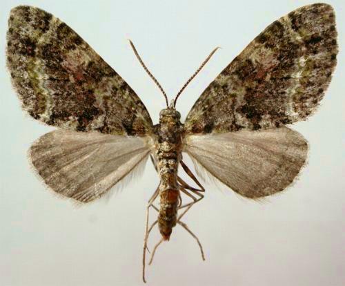 Tympanota perophora