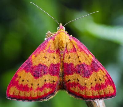 Chrysolarentia perornata