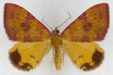 Chrysolarentia perornata