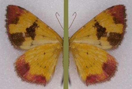 Chrysolarentia perornata