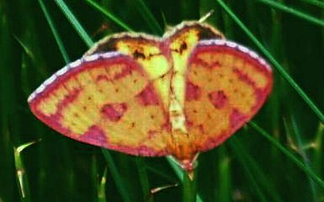 Chrysolarentia perornata