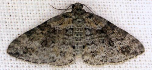 Aponotoreas petrodes