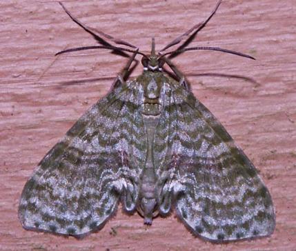 Sauris plumipes