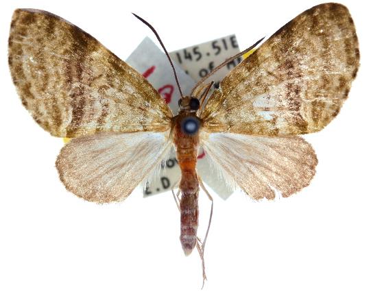 Sauris plumipes